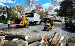 Fountain, CO Tree Care  Company